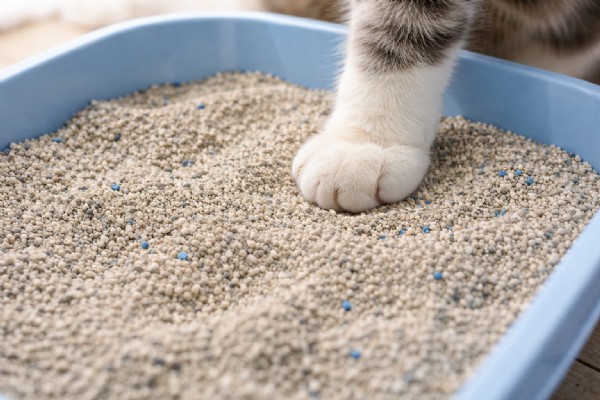 Aktif Karbonlu Kedi Kumu Nedir? Koku Kontrolünde Gerçek Etkisi ve Doğru Kullanım Rehberi